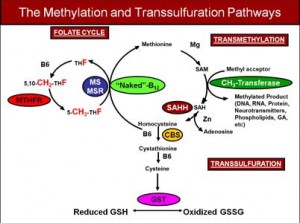 Methylation-and-Transsulfuration-Pathways