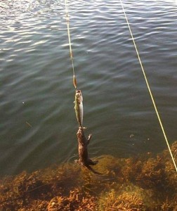 cat fish on poleDr. Keefe, Keefe Clinic. Tulsa Chiropractor, pain, natural health care.