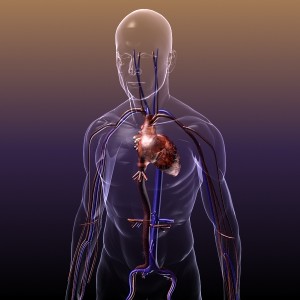 circulatory_system_heart_human_3d_model_free