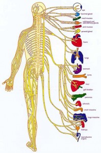 spinal-nerves-organs, Dr Keefe,  Natural Health care, pain, Tulsa chiropractor,