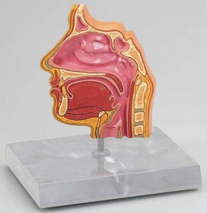 nose_sinus_modelDr. Keefe, Keefe Clinic. Tulsa Chiropractor, pain, natural health care.