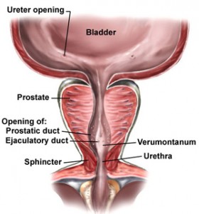 ProstateAnat2